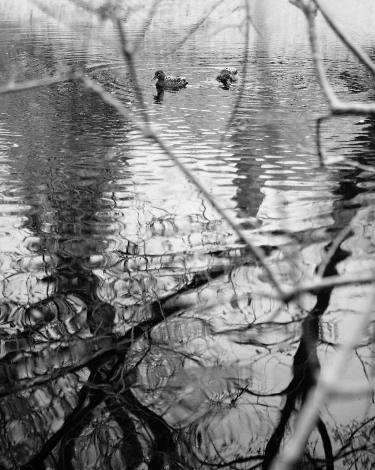 Ducks_Snowy Pond