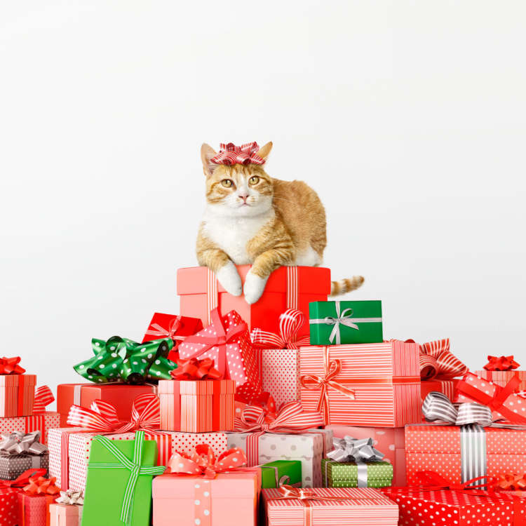 Cat on Presents
