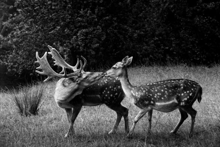 Branka Bhoyrul_Kissing Deer