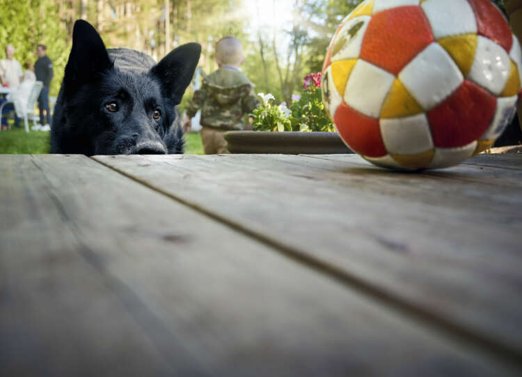 Dog looking at ball