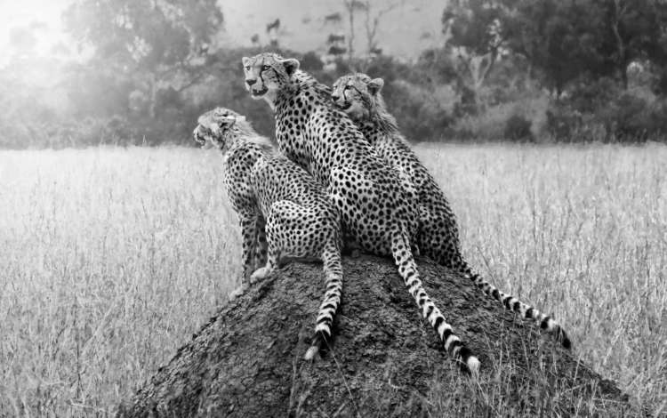 3 Cheetahs