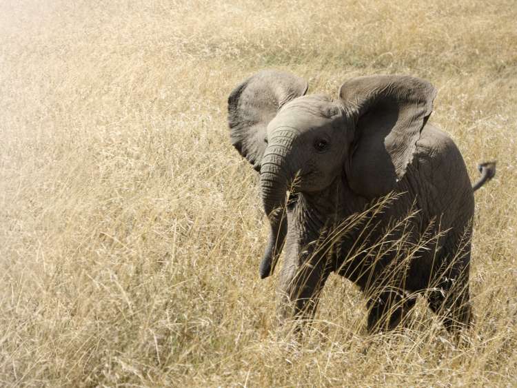 Africa_Baby Elephant