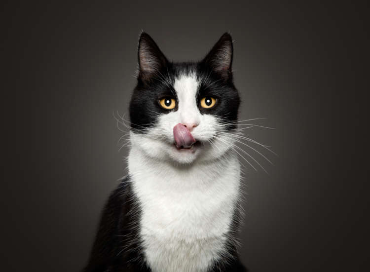 Humankind Cat Portrait color