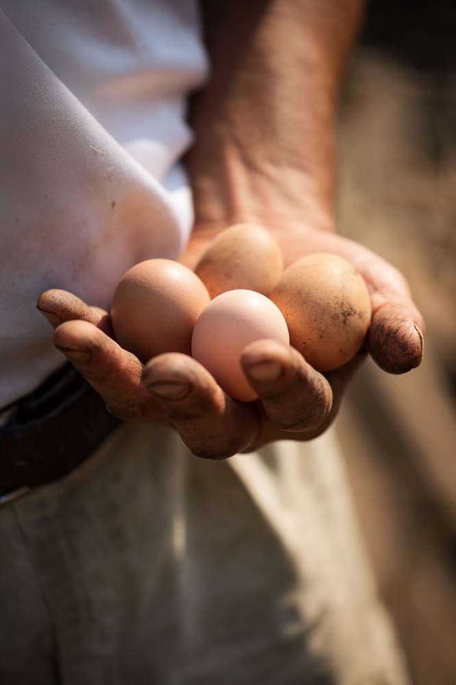 Cedarville_Farm_Eggs