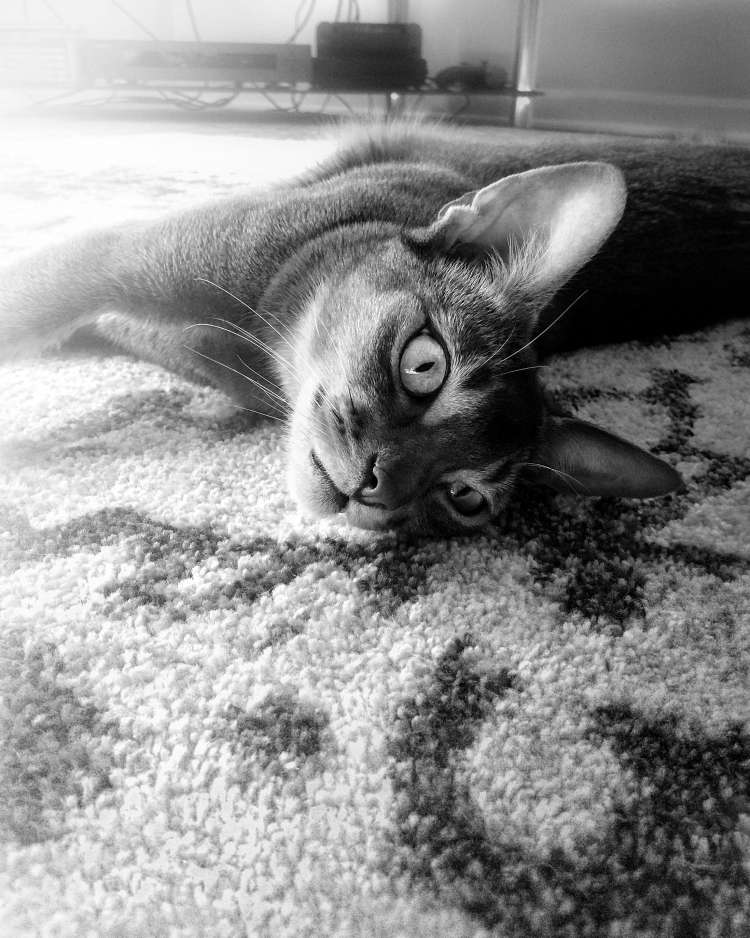 Daisy Laying on Carpet