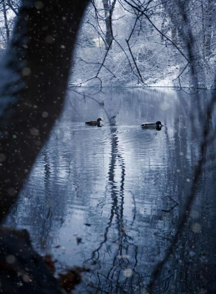 Winter Ducks