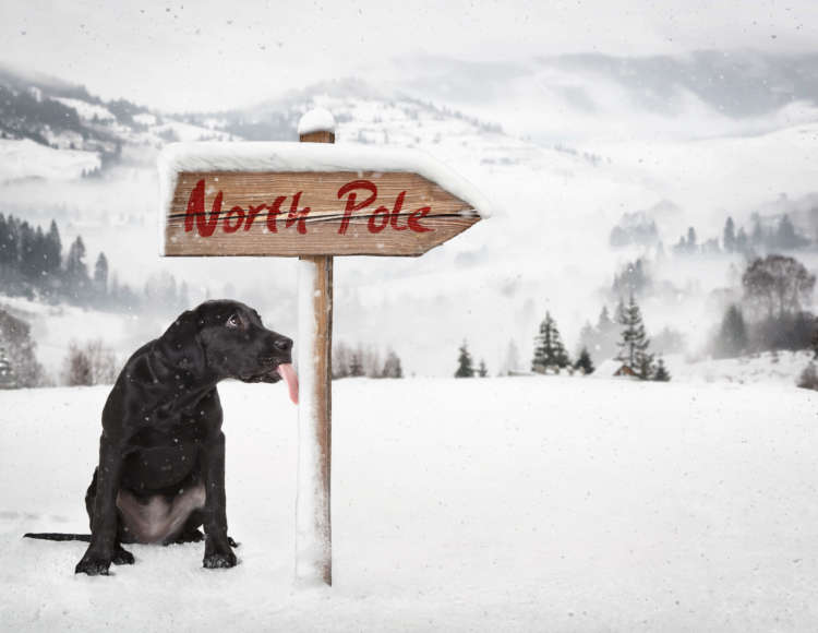 Dog Tongue North Pole