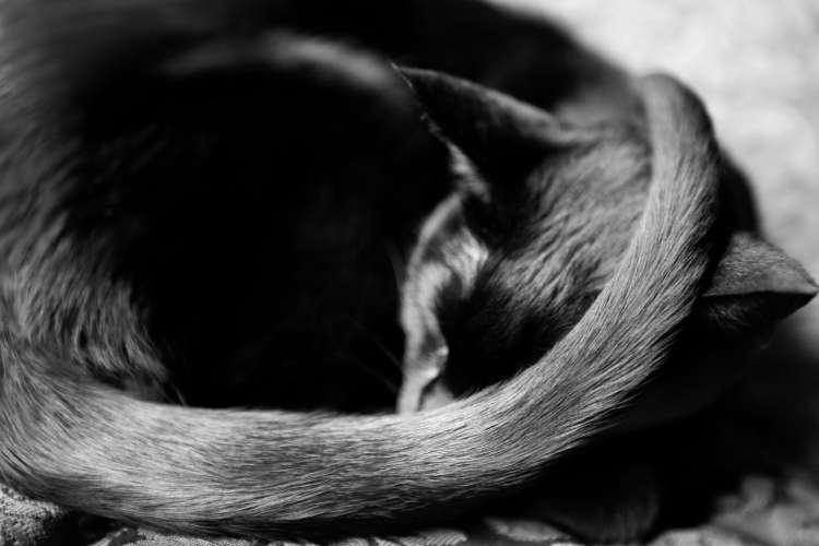 Jag_Sleeping Curled Tail
