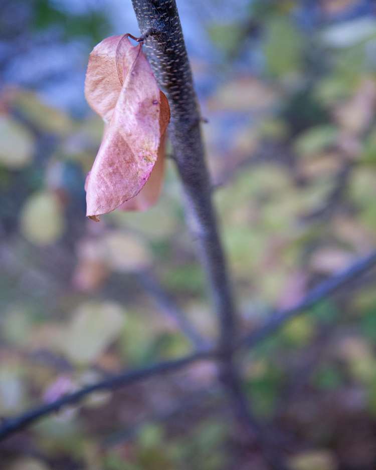 Leaf_Hanging