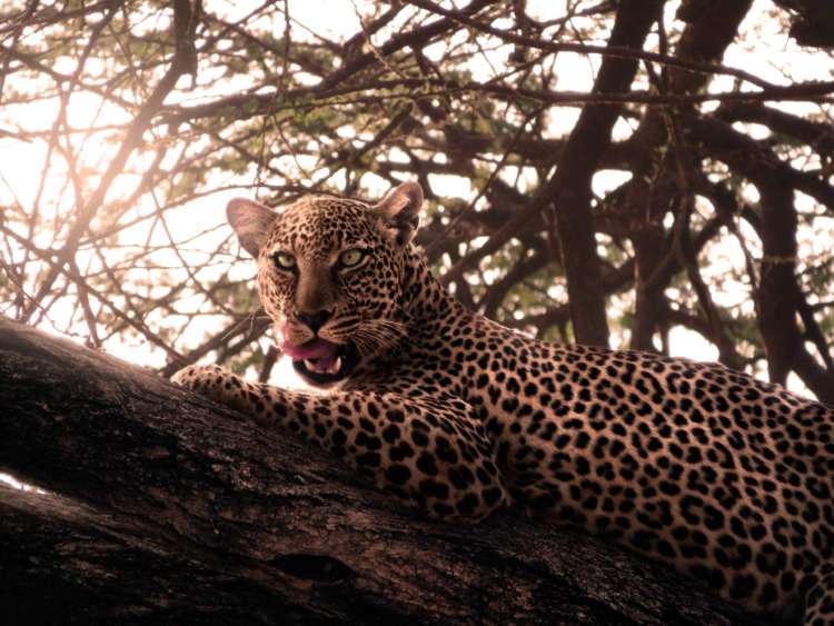 Leopard Licks Chops
