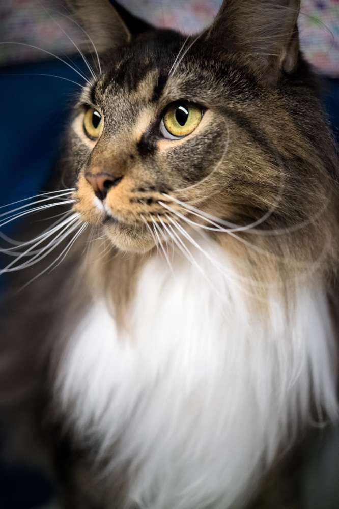 Maine Coon1
