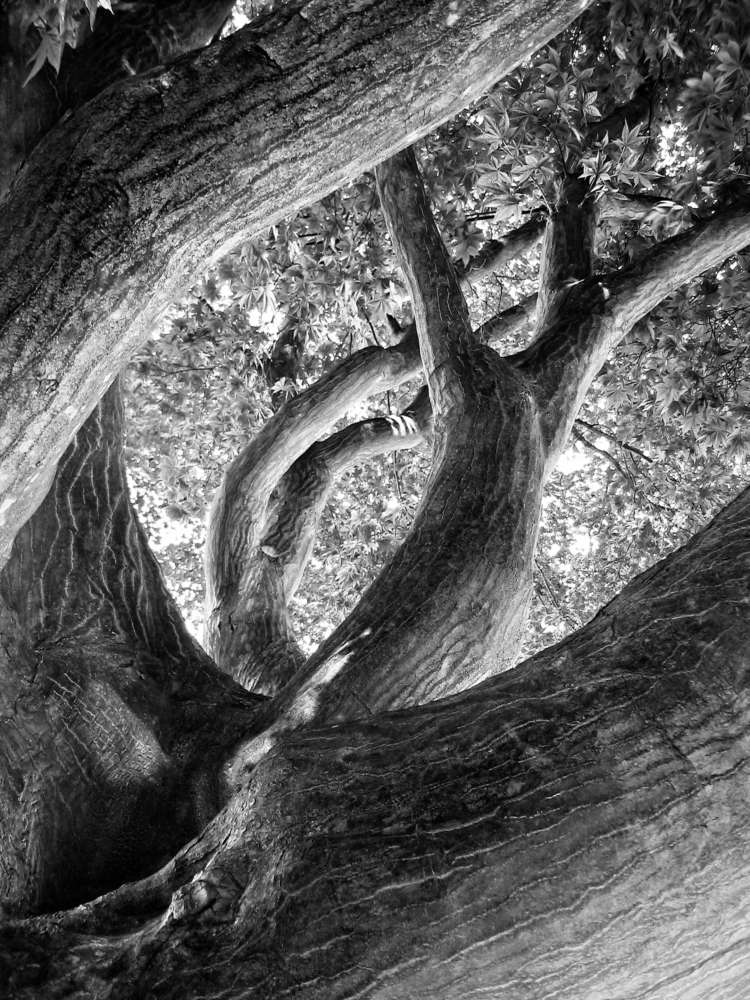 Tree Courtland Ave_BW
