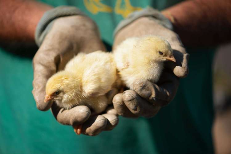 Sustainable Connections_Food And Farm Program_Wild Acres Chicks In Hands_People_Animals